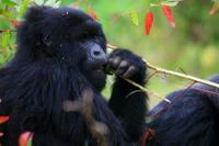 Gorillas in the Virunga Mountains 2